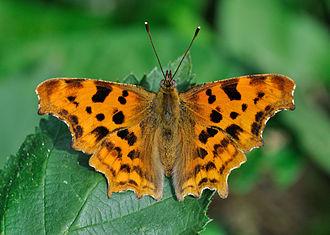 Comma (butterfly), the brush-footed butterfly Polygonia c-album Comma (butterfly), the brush-footed butterfly Polygonia c-album